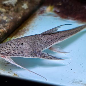 Spoon-faced Whiptail (Planiloricaria cryptodon)