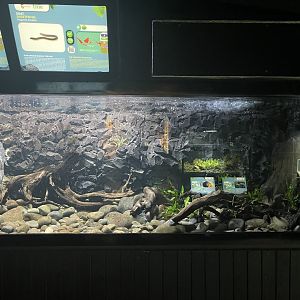 goonch catfish & shortfin eel tank - dunia air tawar