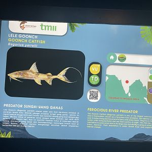 goonch catfish signage - dunia air tawar