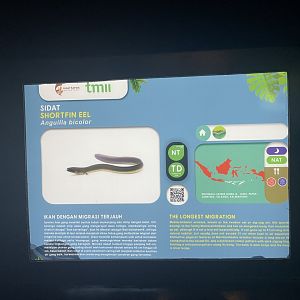 shortfin eel signage - dunia air tawar