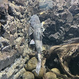 indonesian goonch catfish (bagarius lica) - dunia air tawar