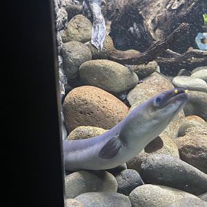 shortfin eel (anguilla australis) - dunia air tawar