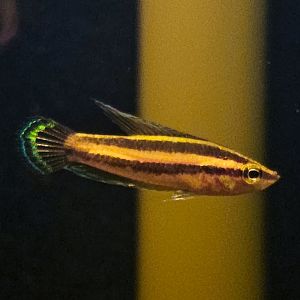 Black Licorice Gourami (Parosphromenus nagyi)