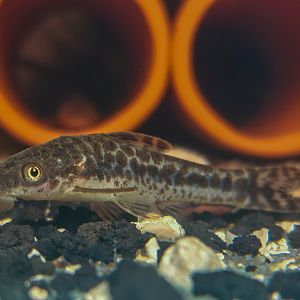 Mimic Oto (Otocinclus mimulus)