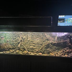 black devil catfish tank - dunia air tawar