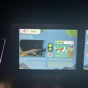 black devil catfish signage - dunia air tawar