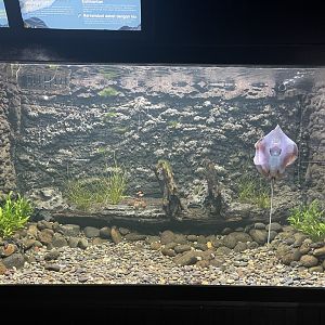 marbled whipray tank - dunia air tawar