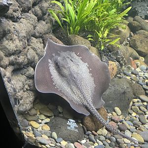 marbled whipray (fluvitrygon oxyrhynchus) - dunia air tawar