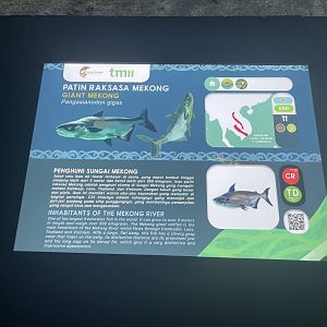 mekong giant catfish signage - dunia air tawar