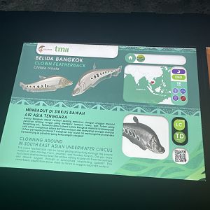 clown featherback signage - dunia air tawar