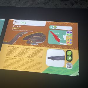 fire eel signage - dunia air tawar