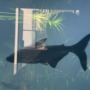 mekong giant catfish (pangasianodon gigas) - dunia air tawar