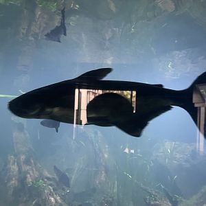 mekong giant catfish (pangasianodon gigas) - dunia air tawar