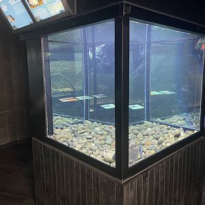 black piranha tank - dunia air tawar