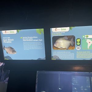 black piranha signage - dunia air tawar