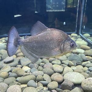 black piranha (serrasalmus rhombeus) - dunia air tawar