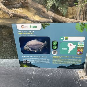 pirapitinga signage - dunia air tawar