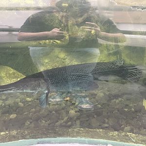 aligator gar (atractosteus spatula) - dunia air tawar