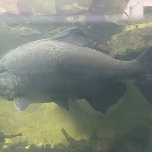 pirapitinga (piaractus brachypomus) - dunia air tawar