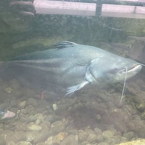 tapah (wallagonia leerii) - dunia air tawar