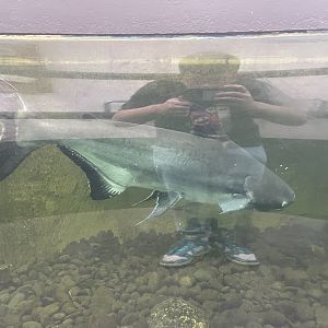 paroon shark (pangasius sanitwongsei) - dunia air tawar