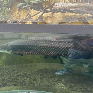 pirarucu (arapaima gigas) - dunia air tawar