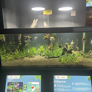 freshwater angelfish tank - dunia air tawar