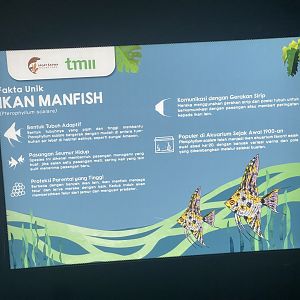 freshwater angelfish signage (2) - dunia air tawar