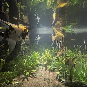 freshwater angelfish (pterophyllum scalare) - dunia air tawar