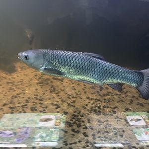 grass carp (ctenopharyngodon idella) - dunia air tawar