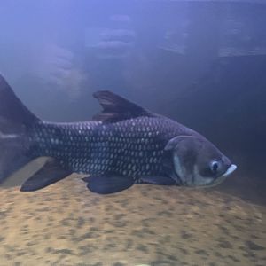 siamese giant barb (catlocarpio siamensis) - dunia air tawar