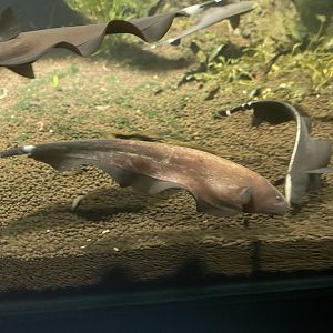 black ghost knifefish (apteronotus albifrons) - dunia air tawar