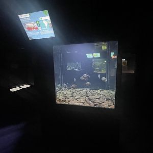 red-bellied piranha tank - dunia air tawar