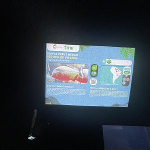 red-bellied piranha signage - dunia air tawar