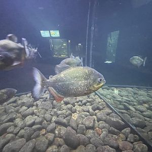 red-bellied piranha (pygocentrus nattereri) - dunia air tawar