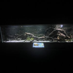 payara tank - dunia air tawar