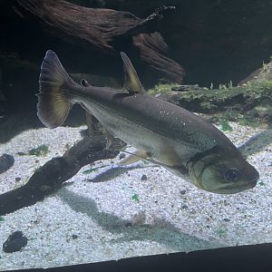 payara (hydrolycus armatus) (1) - dunia air tawar