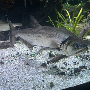 payara (hydrolycus armatus) (2) - dunia air tawar