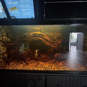 orange-spotted snakehead tank - dunia air tawar