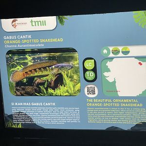 orange-spotted snakehead signage (1) - dunia air tawar