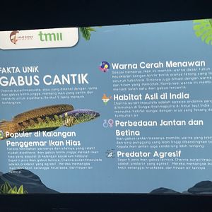 orange-spotted snakehead signage (2) - dunia air tawar
