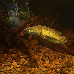 orange-spotted snakehead (channa aurantimaculata) - dunia air tawar