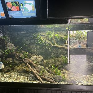 discus tank - dunia air tawar