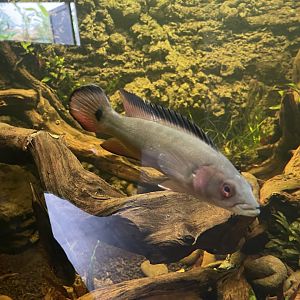 atabapo red pike cichlid (crenicichla atabapo) (1) - dunia air tawar