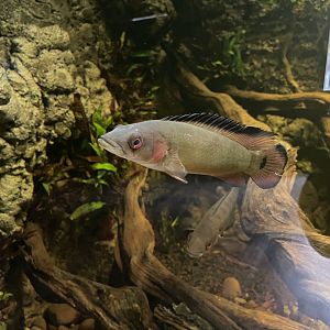 atabapo red pike cichlid (crenicichla atabapo) (2) - dunia air tawar
