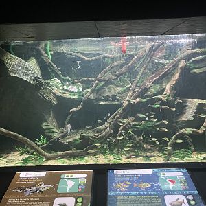 buenos aires tetra & black marble hoplo tank - dunia air tawar