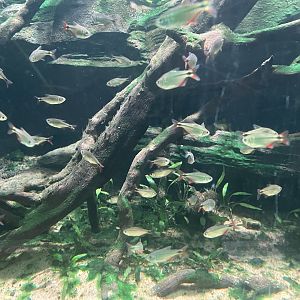 buenos aires tetra (psalidodon anisitsi) - dunia air tawar