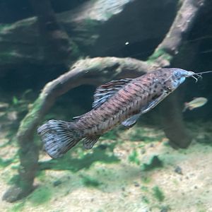 black marble hoplo (megalechis thoracata) - dunia air tawar