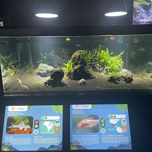 blind cave tetra & zebra pleco tank - dunia air tawar
