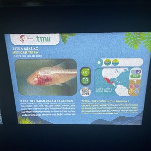 blind cave tetra signage - dunia air tawar
